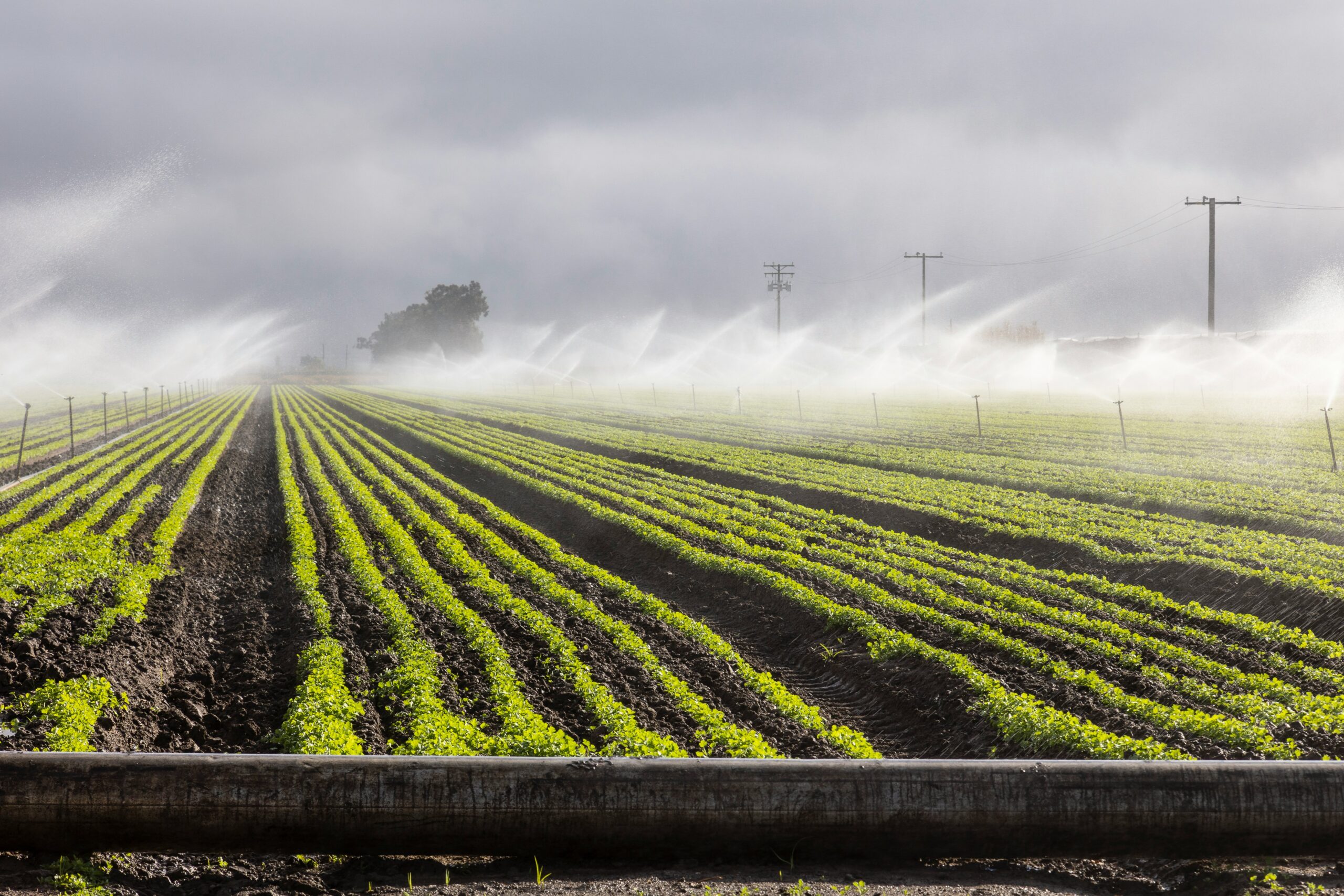 Wide irrigation field with active sprinklers